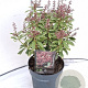 Pieris jap. Polar Passion 30-40 cm 2,0L