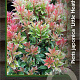 Pieris jap. 'Little Heath' 25-30 cm 2,0L