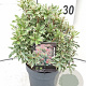 Pieris jap. 'Little Heath' 25-30 cm 2,0L
