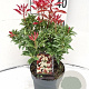 Pieris jap. 'Mountain Fire' 30-40 cm 2,0L