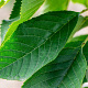 Prunus a. 'Bigarreau Burlat' 6-8 HO wortelgoed