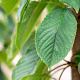 Prunus a. 'Bigarreau Burlat' 8-10 HA wortelgoed