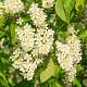 Prunus padus 60-100 cm wortelgoed 2-jarig verplante zaailin