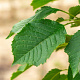 Prunus a. 'Bigarreau Napoléon' 6-8 HO wortelgoed