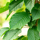 Prunus a. 'Bigarreau Napoléon' 6-8 HO wortelgoed