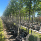 Prunus 'Accolade' 12-14 HO container