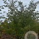 Prunus 'Accolade' 250-300 cm draadkluit meerstammig