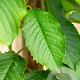 Prunus a. 'Early Rivers' 6-8 HO wortelgoed