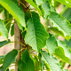 Prunus a. 'Hedelf. Riesenkirsche' 10-12 HO wortelgoed
