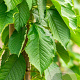 Prunus a. 'Hedelf. Riesenkirsche' 10-12 HO wortelgoed