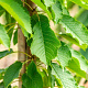 Prunus a. 'Hedelf. Riesenkirsche' 8-10 HA wortelgoed