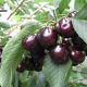 Prunus a. 'Hedelf. Riesenkirsche' 8-10 HA wortelgoed
