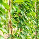 Prunus a. 'Hedelf. Riesenkirsche' 8-10 HA wortelgoed