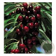 Prunus a. 'Lapins' 6-8 HO wortelgoed