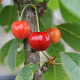 Prunus a. 'Merton Premier' 6-8 HO wortelgoed
