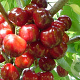 Prunus a. 'Pater van Mansfeld' 8-10 HO wortelgoed