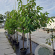 Prunus a. 'Regina' 10-12 HA container