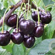 Prunus a. 'Regina' 10-12 HA wortelgoed