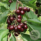 Prunus a. 'Sunburst' 8-10 HA wortelgoed
