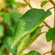 Prunus a. 'Varikse Zwarte' 8-10 HA wortelgoed
