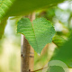 Prunus a. 'Varikse Zwarte' 8-10 HO wortelgoed