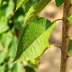 Prunus a. 'Varikse Zwarte' 8-10 HO wortelgoed