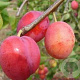 Prunus d. 'Early Laxton' halfstam wortelgoed