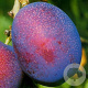 Prunus d. 'Jubileum' struik wortelgoed