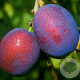 Prunus d. 'Jubileum' struik wortelgoed