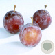 Prunus d. 'Opal' GM 7,5L struik