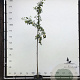 Prunus d. 'Victoria' 6-8 HO container