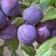 Prunus d. 'Wangenh. Frühzwetsche' 8-10 HO wortelgoed