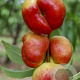 Prunus nucipersica 'Flateryna' 8-10 HO container