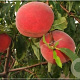 Prunus persica 'Inka' struik wortelgoed