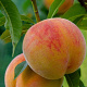 Prunus persica 'Saturn' 8-10 HO container