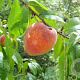 Prunus p. 'Fantaisie' struik wortelgoed