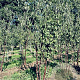 Prunus serrula 250-300 cm draadkluit meerstammig