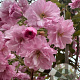 Prunus ser. 'Kanzan' 10-12 HO container