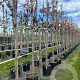 Prunus ser. 'Kanzan' 10-12 HO container