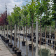 Prunus ser. 'Kanzan' 8-10 HO container
