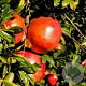 Punica granatum 'Iliana' 90 cm stam 10L 6-8HO