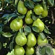 Pyrus c. 'Beurré Alexandre Lucas' 6-8 HO wortelgoed