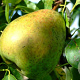 Pyrus c. 'Beurré Alexandre Lucas' 6-8 HO wortelgoed