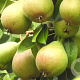 Pyrus communis 'Clara Frys' 6-8 HO wortelgoed