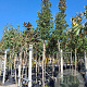 Pyrus calleryana 'Chanticleer' 14-16 HO container