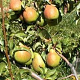 Pyrus c. 'Charneux' 6-8 HO wortelgoed