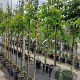 Pyrus c. 'Conference' 6-8 HO container