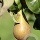 Pyrus c. 'Conference' 6-8 HO wortelgoed