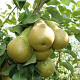 Pyrus c. 'Conference' 6-8 HO wortelgoed