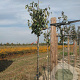 Pyrus c. 'Conference' 6-8 HO wortelgoed